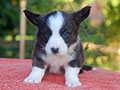 welsh corgi cardigan puppy Zamok Svyatogo Angela OLIVER