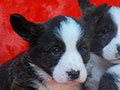 welsh corgi cardigan puppy Zamok Svyatogo Angela OLIVER