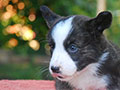 welsh corgi cardigan puppy Zamok Svyatogo Angela OLIVER