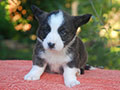 welsh corgi cardigan puppy Zamok Svyatogo Angela OLIVER