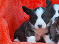 welsh corgi cardigan puppy Zamok Svyatogo Angela OLIVER