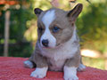 welsh corgi cardigan puppy Zamok Svyatogo Angela OSKAR