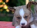 welsh corgi cardigan puppy Zamok Svyatogo Angela OSKAR