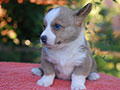 welsh corgi cardigan puppy Zamok Svyatogo Angela OSKAR