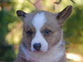 welsh corgi cardigan puppy Zamok Svyatogo Angela OSKAR