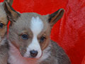 welsh corgi cardigan puppy Zamok Svyatogo Angela OSKAR