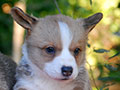 welsh corgi cardigan puppy Zamok Svyatogo Angela OSTIN