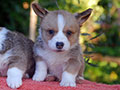 welsh corgi cardigan puppy Zamok Svyatogo Angela OSTIN