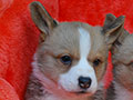 welsh corgi cardigan puppy Zamok Svyatogo Angela OSTIN