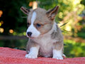 welsh corgi cardigan puppy Zamok Svyatogo Angela OSTIN