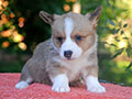 welsh corgi cardigan puppy Zamok Svyatogo Angela OSTIN