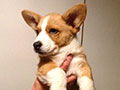 welsh corgi cardigan puppy Zamok Svyatogo Angela OSTIN