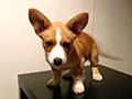 welsh corgi cardigan puppy Zamok Svyatogo Angela OSTIN