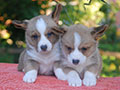 welsh corgi cardigan puppies