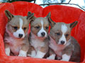 red & white welsh corgi cardigan puppies