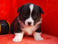 Welsh corgi cardigan puppy Zamok Svyatogo Angela PANTELEY