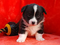 Welsh corgi cardigan puppy Zamok Svyatogo Angela PANTELEY