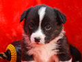 Welsh corgi cardigan puppy Zamok Svyatogo Angela PANTELEY