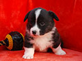 Welsh corgi cardigan puppy Zamok Svyatogo Angela PANTELEY
