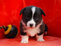 Welsh corgi cardigan puppy Zamok Svyatogo Angela PANTELEY