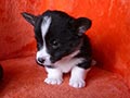 Welsh corgi cardigan puppy Zamok Svyatogo Angela PANTELEY