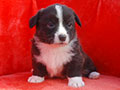 Welsh corgi cardigan puppy Zamok Svyatogo Angela PARAMON