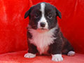 Welsh corgi cardigan puppy Zamok Svyatogo Angela PARAMON