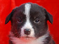 Welsh corgi cardigan puppy Zamok Svyatogo Angela PARAMON