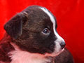 Welsh corgi cardigan puppy Zamok Svyatogo Angela PARAMON