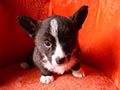Welsh corgi cardigan puppy Zamok Svyatogo Angela PARAMON