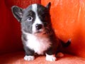 Welsh corgi cardigan puppy Zamok Svyatogo Angela PARAMON