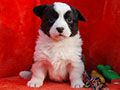 Welsh corgi cardigan puppy Zamok Svyatogo Angela PAVVA