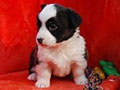 Welsh corgi cardigan puppy Zamok Svyatogo Angela PAVVA