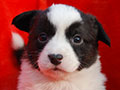 Welsh corgi cardigan puppy Zamok Svyatogo Angela PAVVA