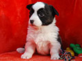 Welsh corgi cardigan puppy Zamok Svyatogo Angela PAVVA