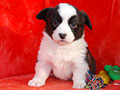 Welsh corgi cardigan puppy Zamok Svyatogo Angela PAVVA