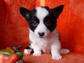 Welsh corgi cardigan puppy Zamok Svyatogo Angela PAVVA