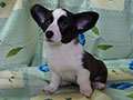 Welsh corgi cardigan puppy Zamok Svyatogo Angela PAVVA