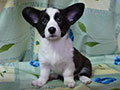 Welsh corgi cardigan puppy Zamok Svyatogo Angela PAVVA