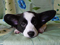 Welsh corgi cardigan puppy Zamok Svyatogo Angela PAVVA