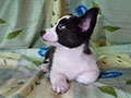 Welsh corgi cardigan puppy Zamok Svyatogo Angela PAVVA