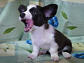 Welsh corgi cardigan puppy Zamok Svyatogo Angela PAVVA