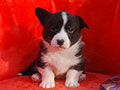 Welsh corgi cardigan puppy Zamok Svyatogo Angela PLATON