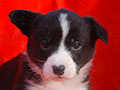 Welsh corgi cardigan puppy Zamok Svyatogo Angela PLATON