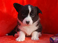 Welsh corgi cardigan puppy Zamok Svyatogo Angela PLATON