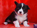 Welsh corgi cardigan puppy Zamok Svyatogo Angela PLATON