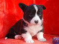 Welsh corgi cardigan puppy Zamok Svyatogo Angela PLATON
