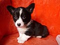 Welsh corgi cardigan puppy Zamok Svyatogo Angela PLATON