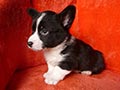 Welsh corgi cardigan puppy Zamok Svyatogo Angela PLATON
