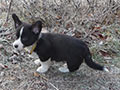 Welsh corgi cardigan puppy Zamok Svyatogo Angela PLATON